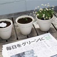 Green Newspaper, il nuovo giornale giapponese che si sotterra per far crescere piante e fiori