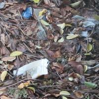 Giardino di Via Biblioteca Monastero dei Benedettini Catania